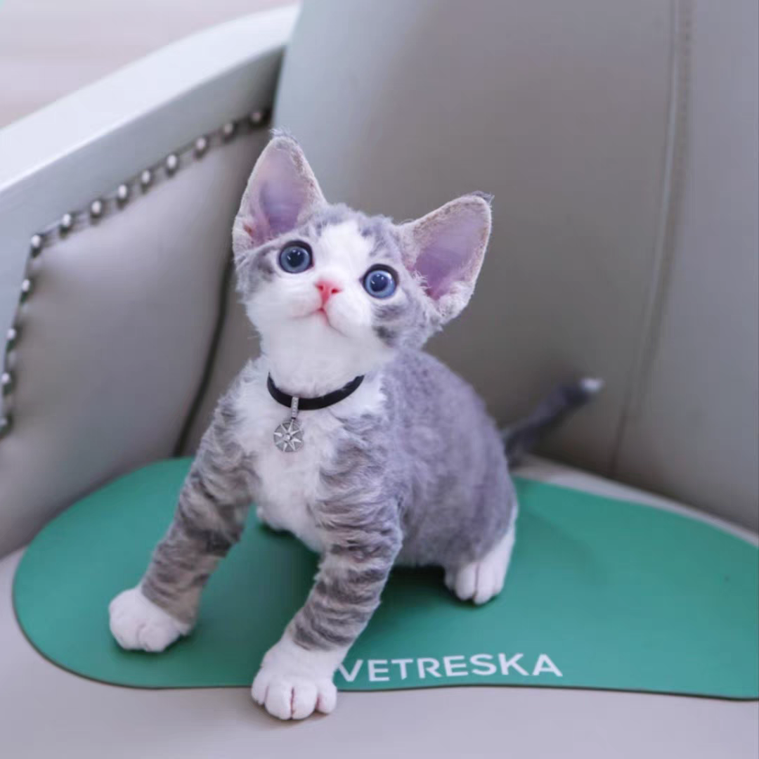 猫舍直销批发价格出售德文卷毛猫